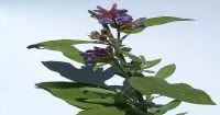 Leggi tutto: Pianta aromatica Salvia